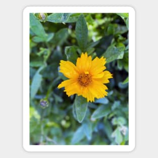 Yellow Flower Magnet